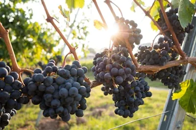 Estratto di Uva Rossa ingrediente Crio Age Eyes